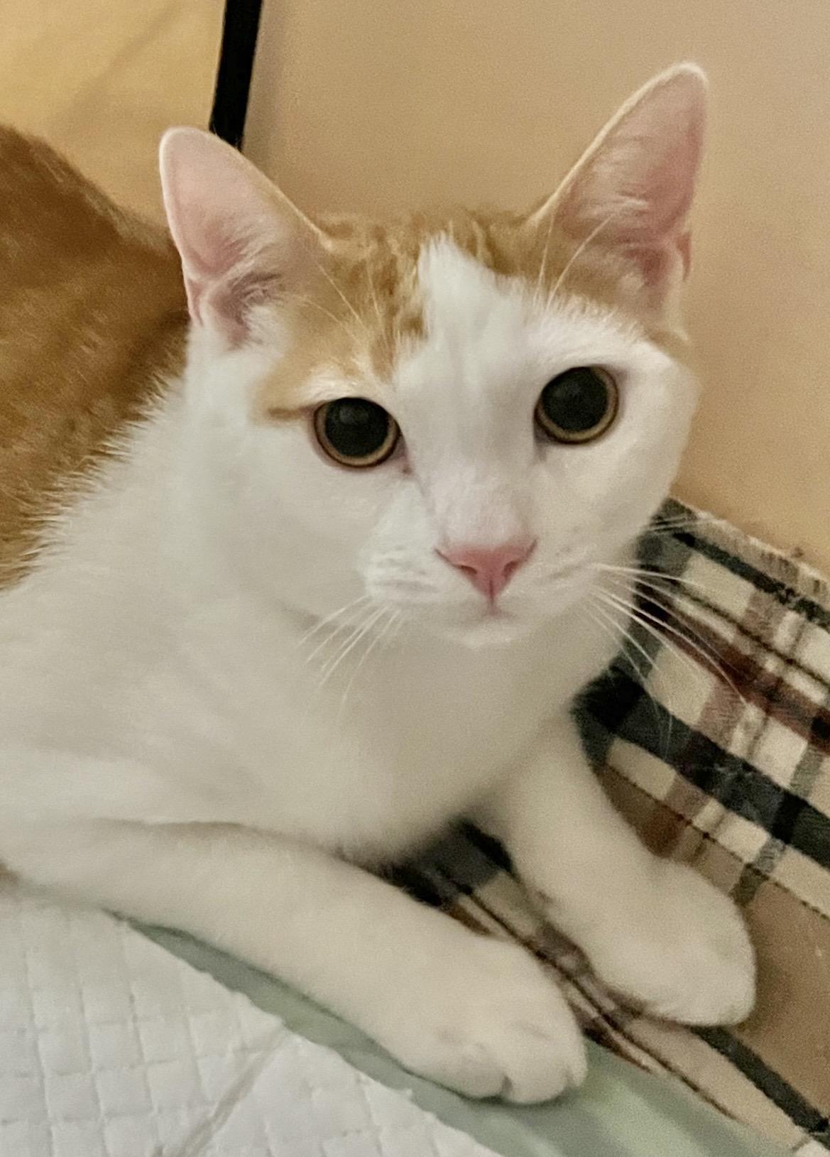 Mick Jagger, a ADOPTABLE Domestic Short Hair in Allentown, NJ image 2/5