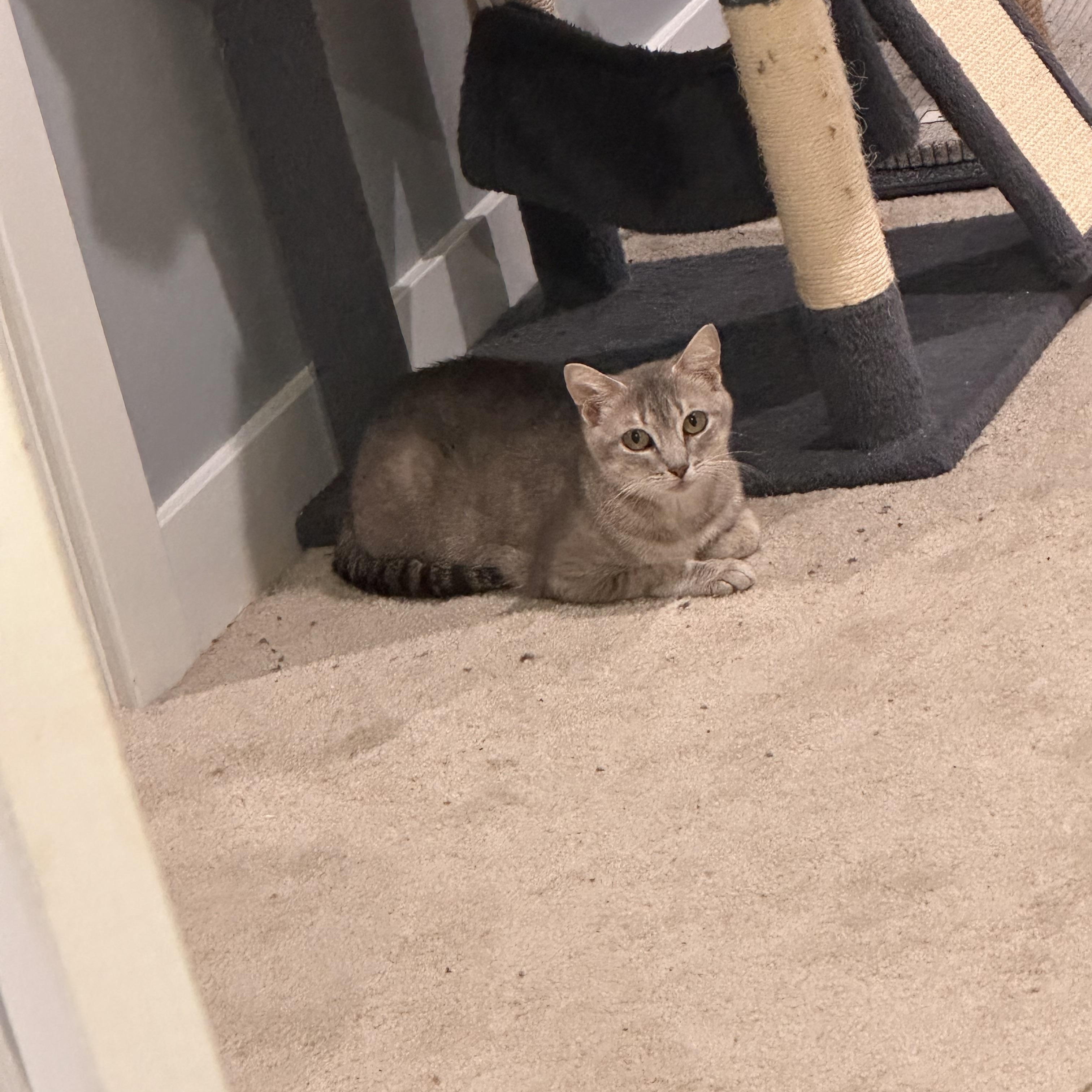 Maple, ADOPTABLE, Adult Female Domestic Short Hair.