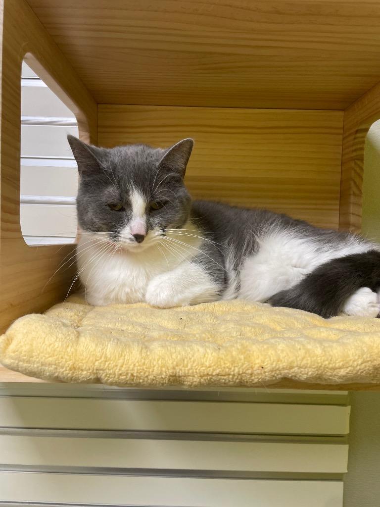 Manuela, Adoptable, Adult Female Domestic Short Hair.