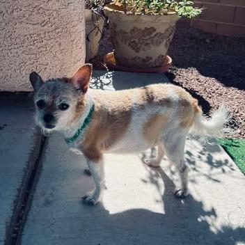 Enlarge Bella Naja OS NV, a Adoptable mixed breed in Las Vegas, NV image 3/3