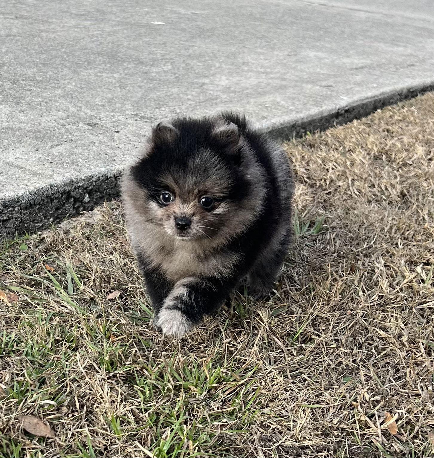 Enlarge Bjorn, a Adoptable Pomeranian in Ocala, FL image 2/3