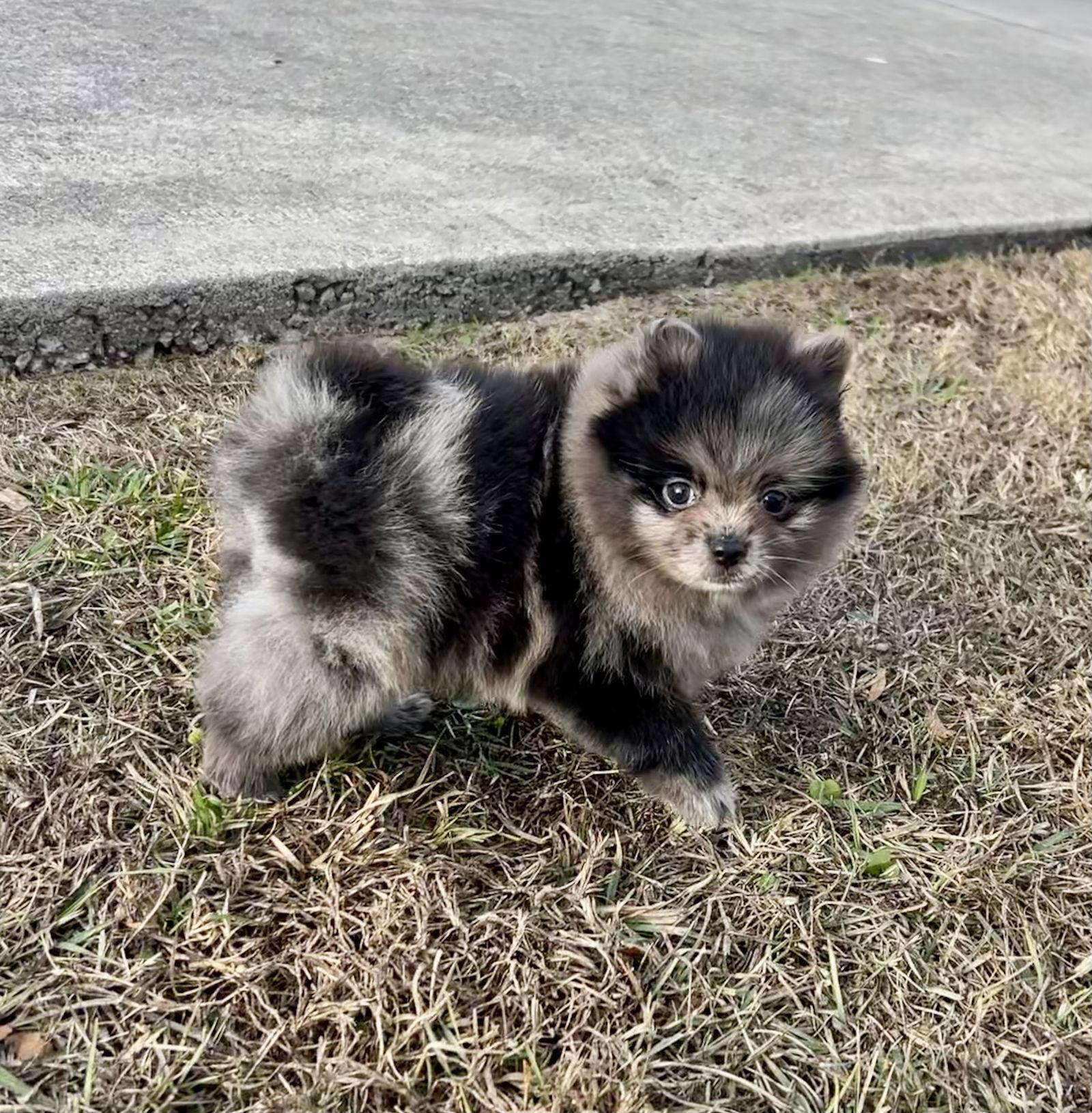 Enlarge Bjorn, a Adoptable Pomeranian in Ocala, FL image 1/3
