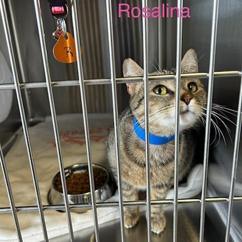 Rosalina, Adoptable, Young Female Domestic Short Hair.