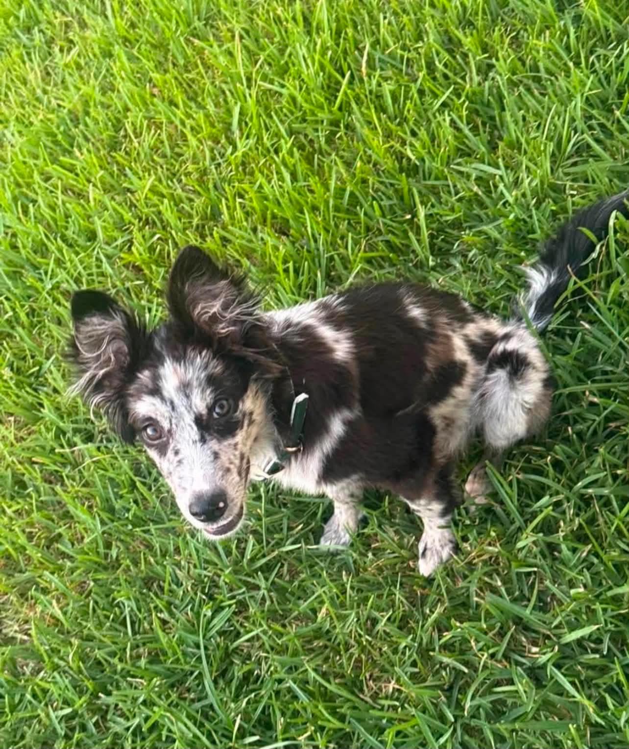 Pet Rinder Oreo - Adopted | Petfinder