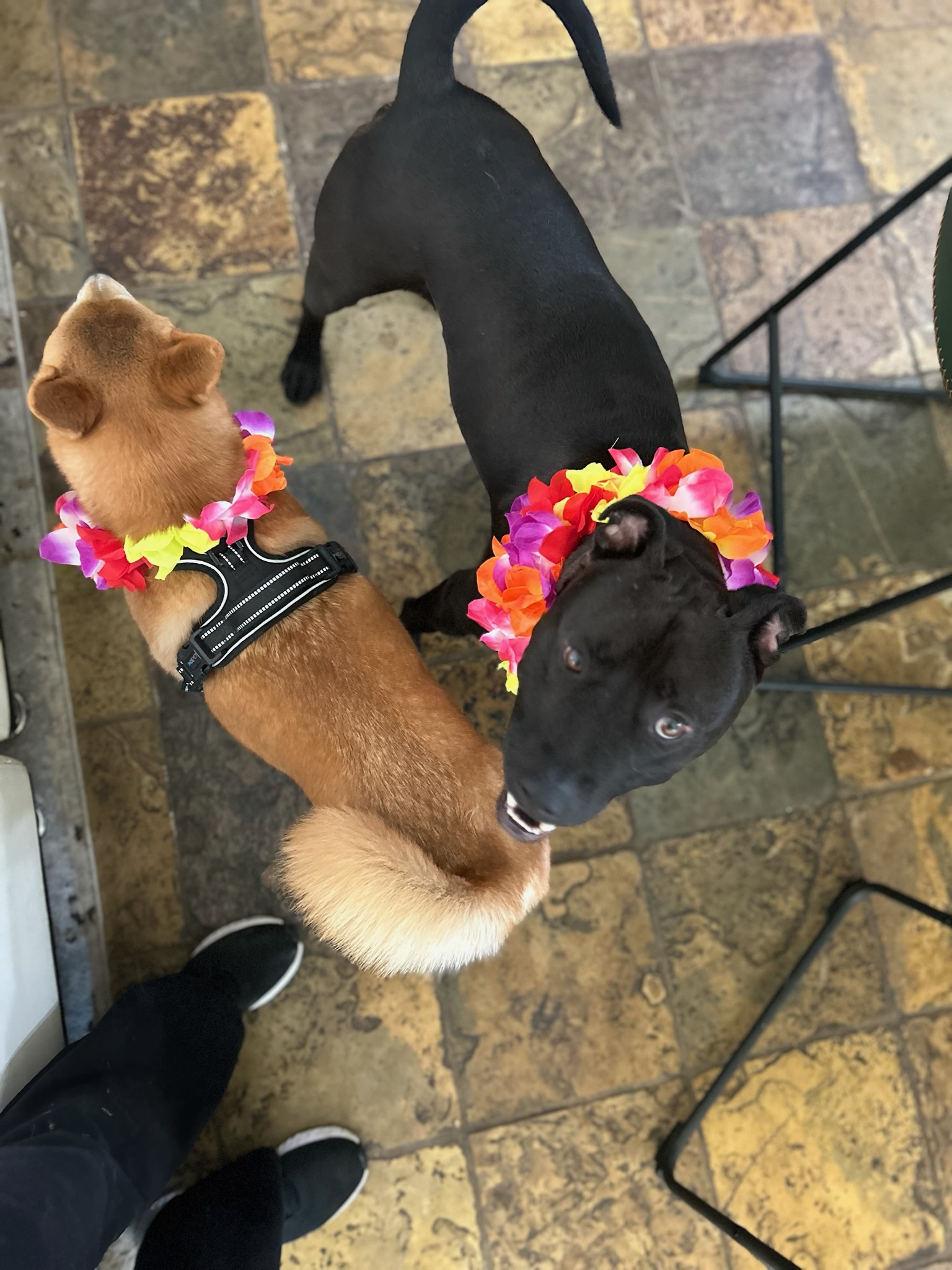 Enlarge Loki, a Adoptable mixed breed in Seal Beach, CA image 3/6