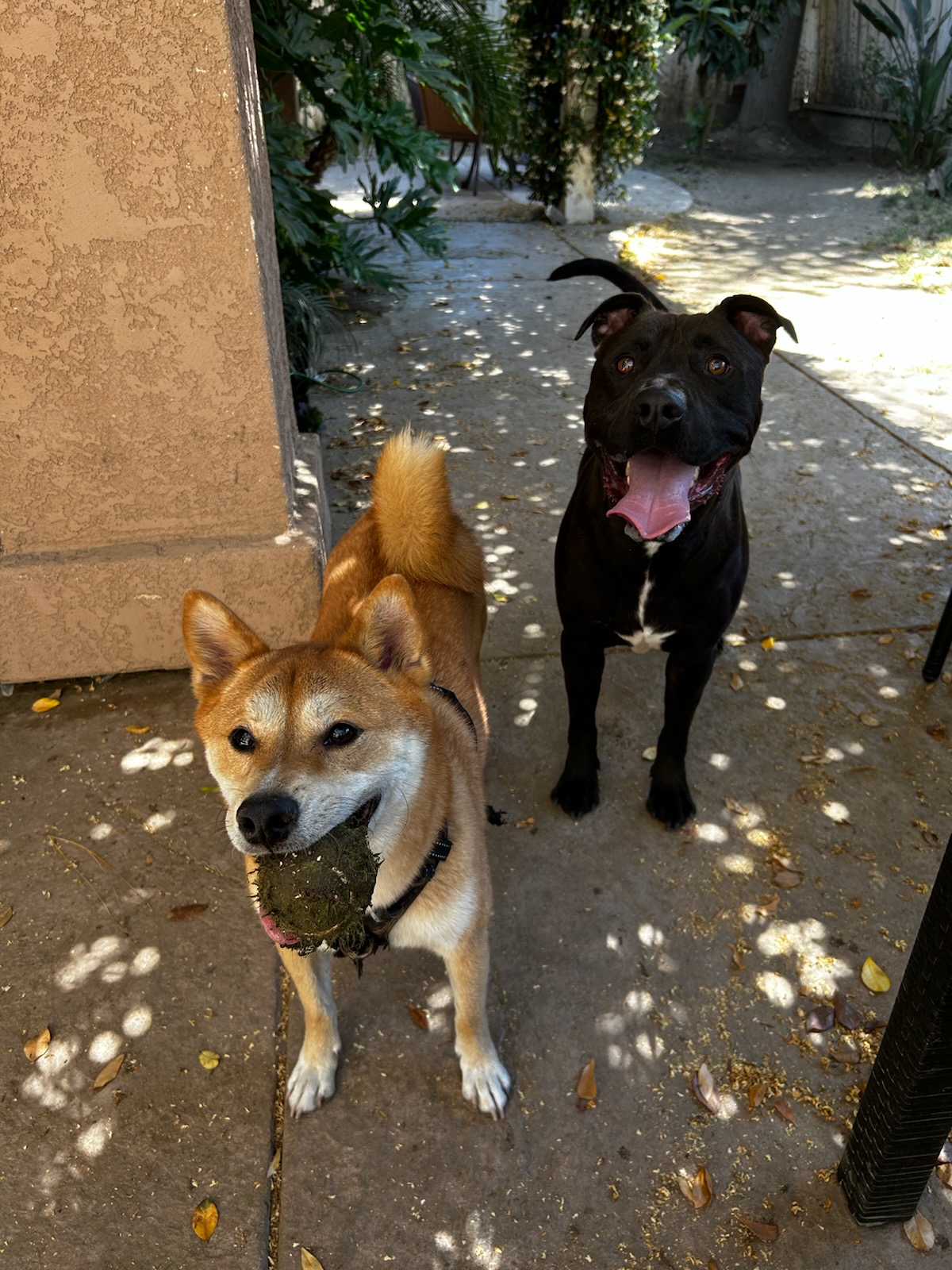 Enlarge Loki, a Adoptable mixed breed in Seal Beach, CA image 4/6