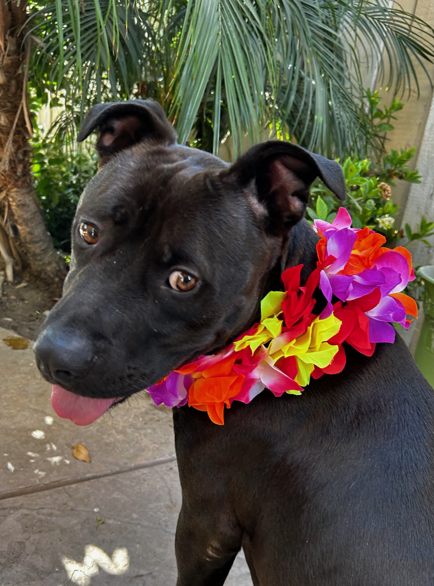 Loki, Adult Male Pit Bull Terrier