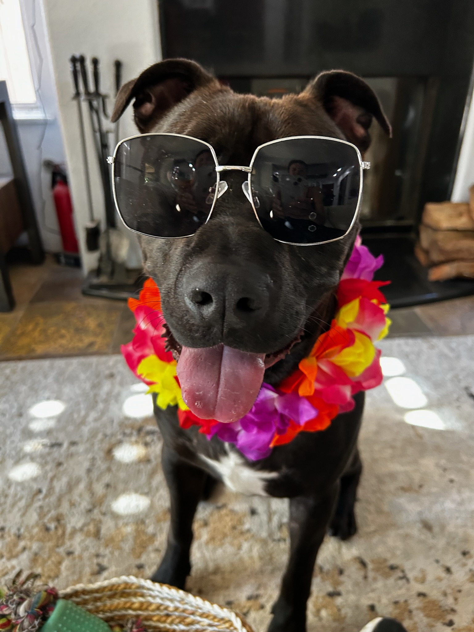 Enlarge Loki, a Adoptable mixed breed in Seal Beach, CA image 2/6