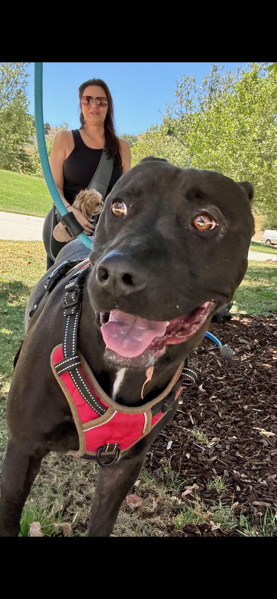 Enlarge Loki, a Adoptable mixed breed in Seal Beach, CA image 5/6