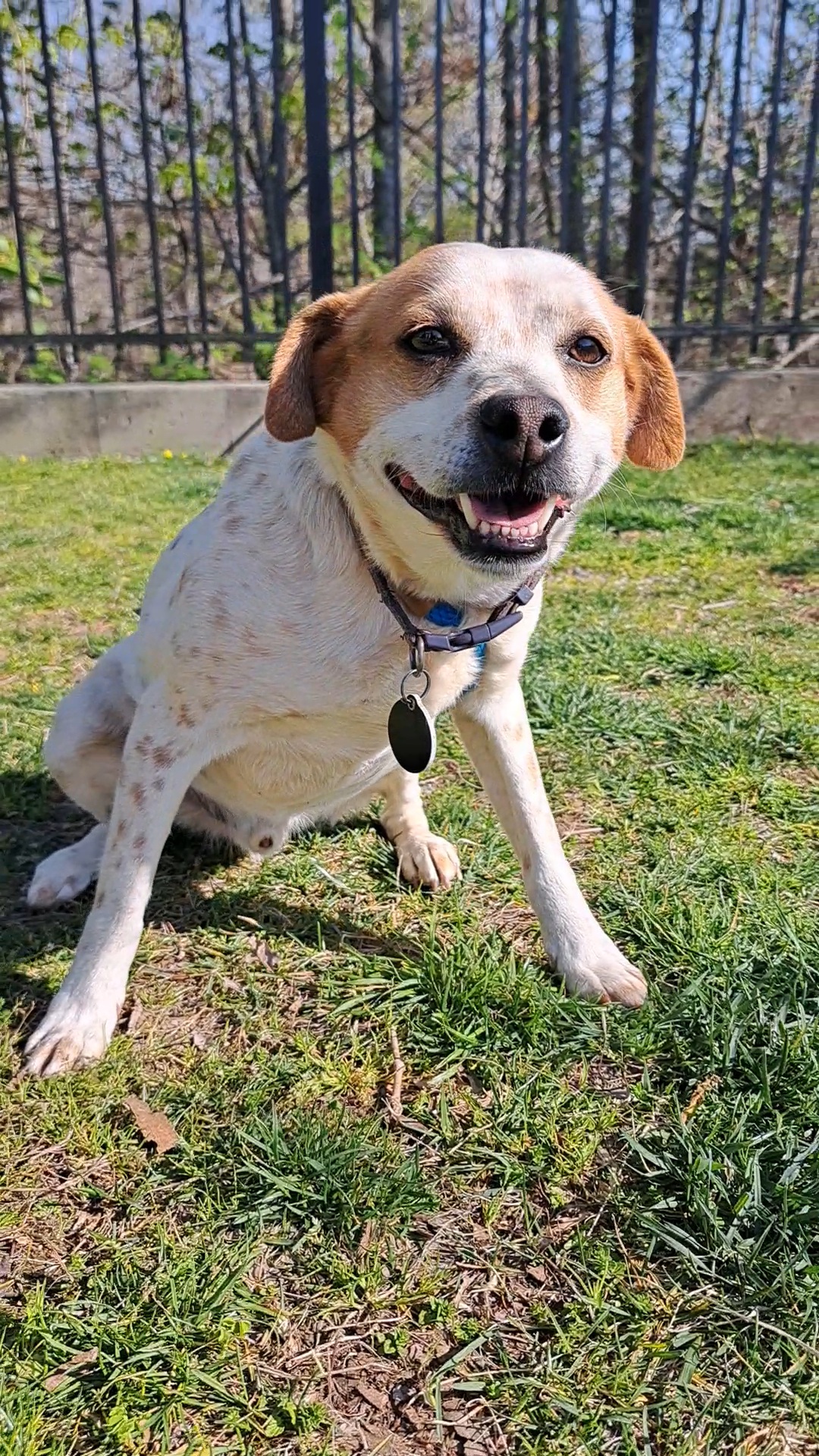Wylie, Adoptable, Adult Male Foxhound & Beagle.