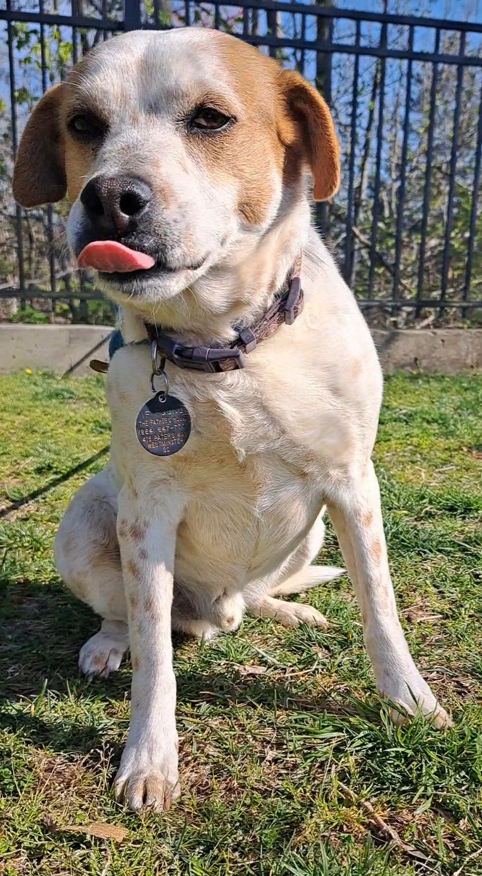 Enlarge Wylie, a Adoptable mixed breed in Westminster, SC image 2/6