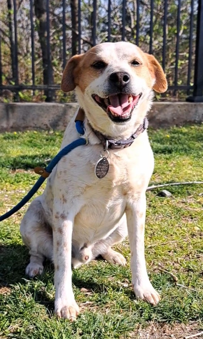 Enlarge Wylie, a Adoptable mixed breed in Westminster, SC image 3/6