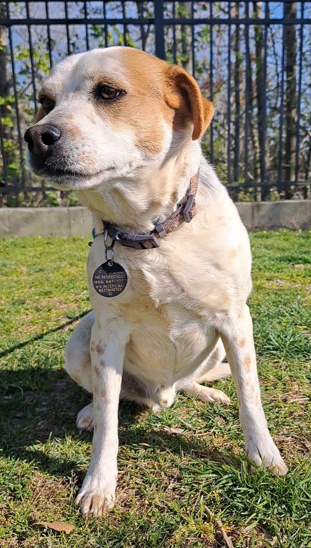 Enlarge Wylie, a Adoptable mixed breed in Westminster, SC image 4/6