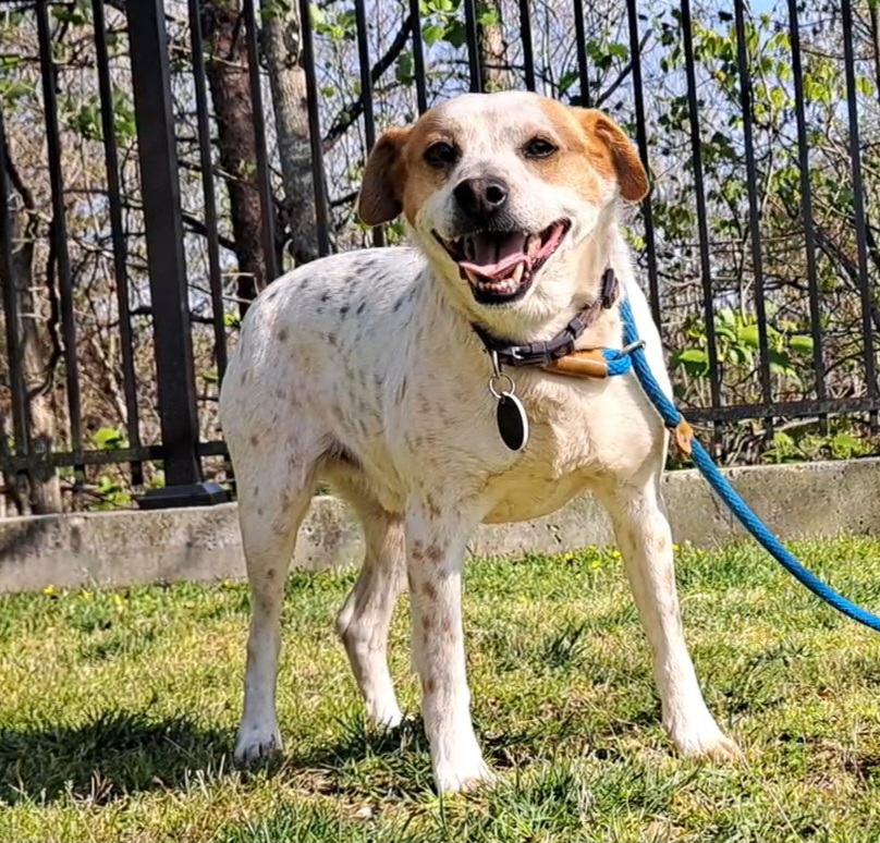Enlarge Wylie, a Adoptable mixed breed in Westminster, SC image 5/6