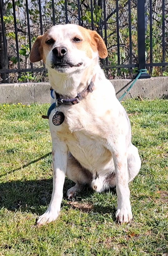 Enlarge Wylie, a Adoptable mixed breed in Westminster, SC image 6/6