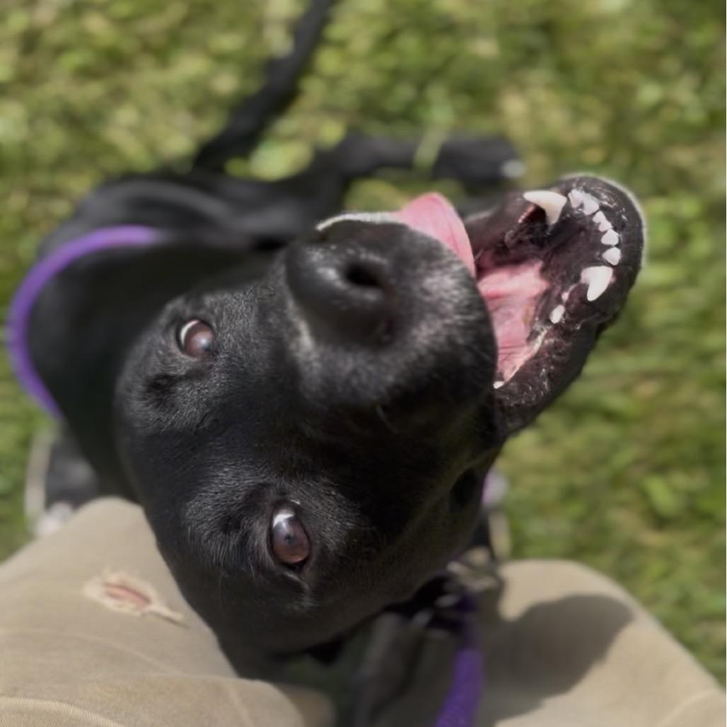Enlarge Stella, a Adoptable mixed breed in Marysville, OH image 1/6