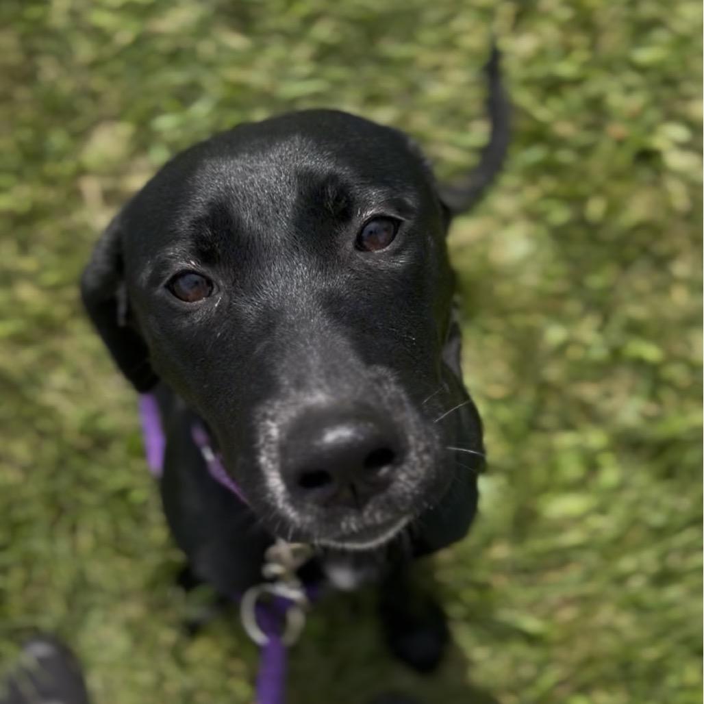 Enlarge Stella, a Adoptable mixed breed in Marysville, OH image 2/6