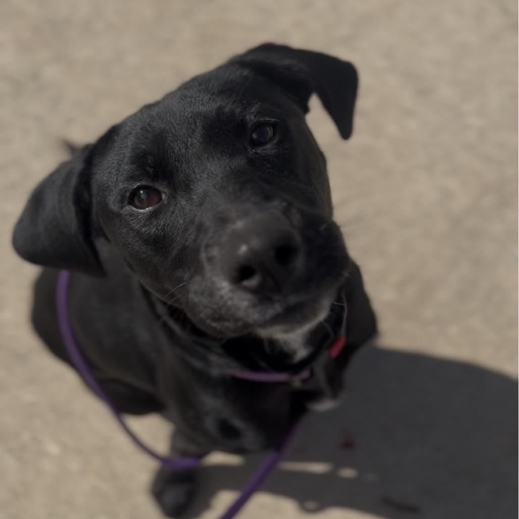 Enlarge Stella, a Adoptable mixed breed in Marysville, OH image 3/6