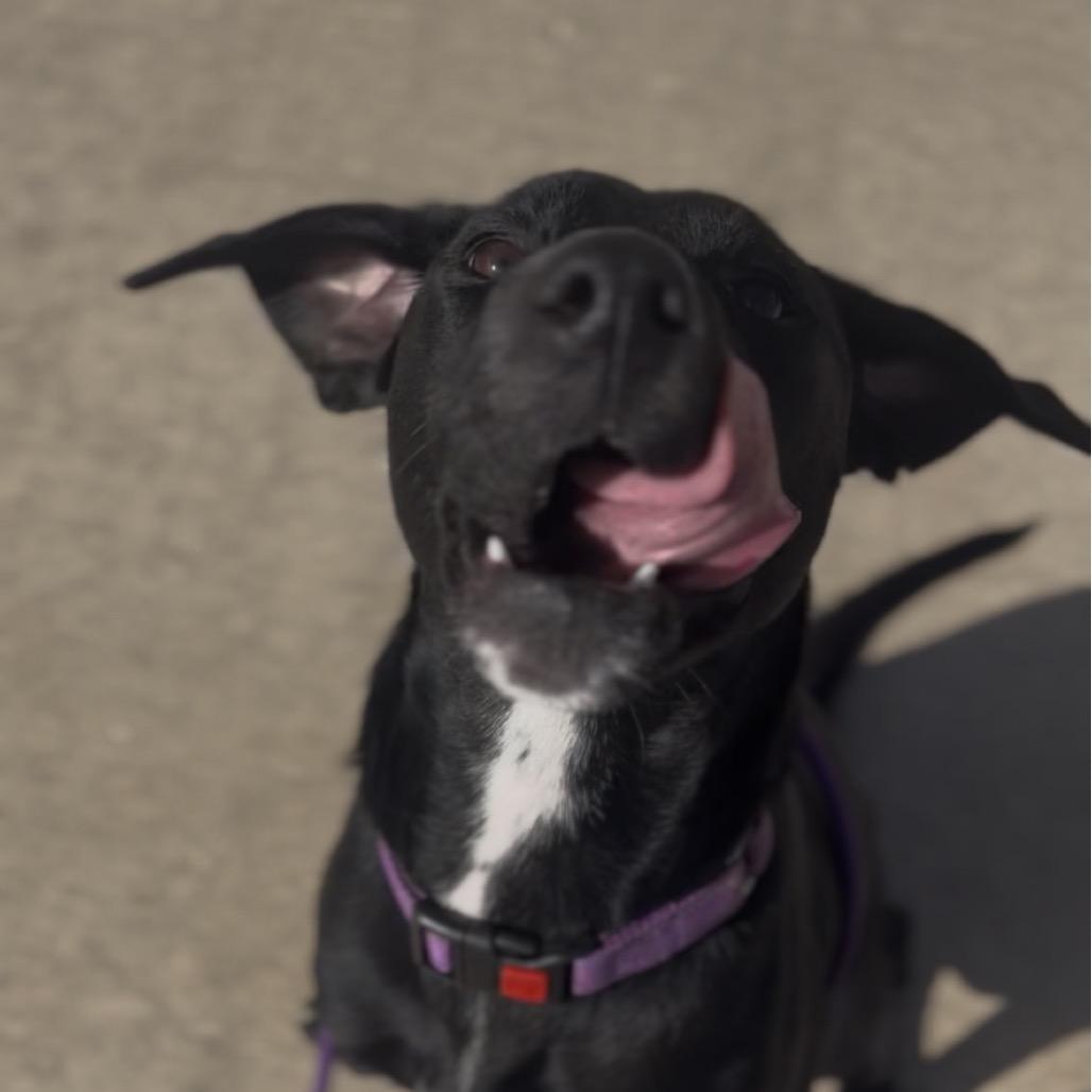 Enlarge Stella, a Adoptable mixed breed in Marysville, OH image 4/6