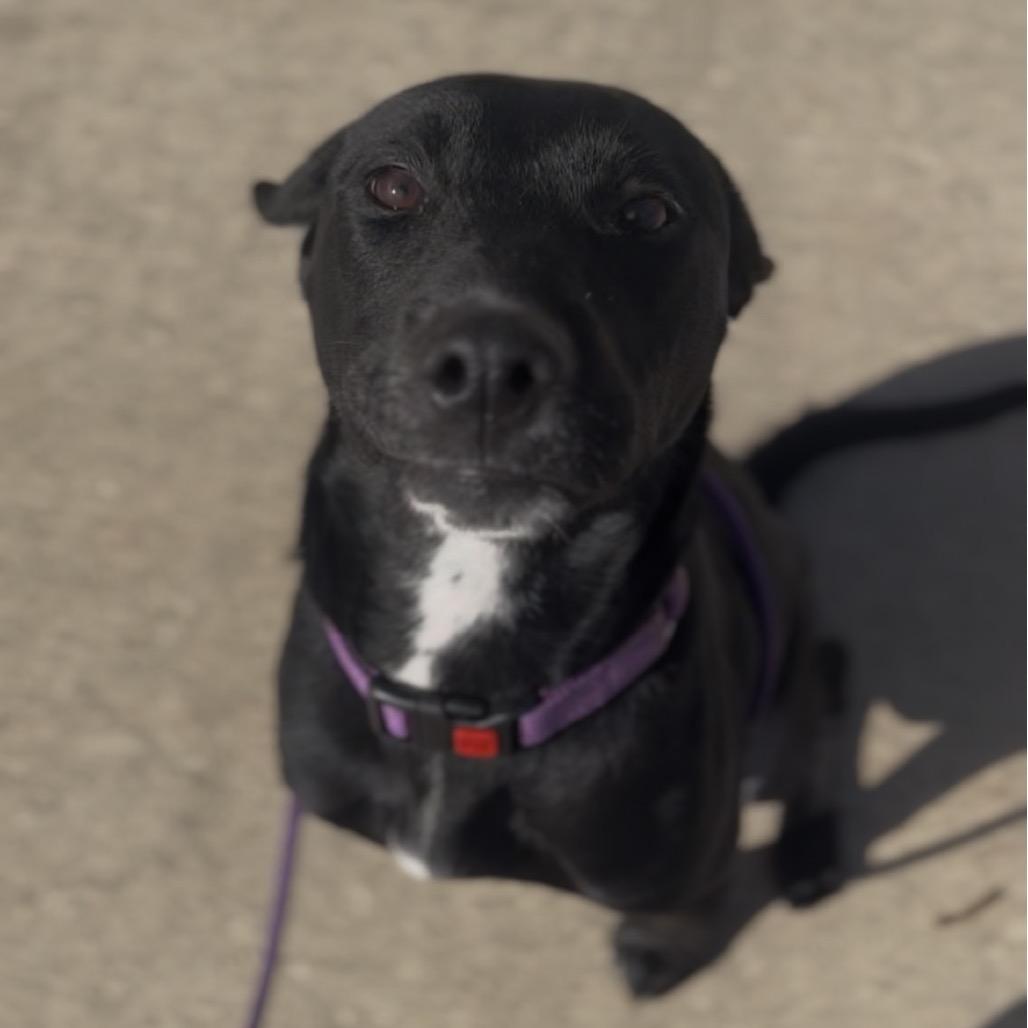 Enlarge Stella, a Adoptable mixed breed in Marysville, OH image 5/6