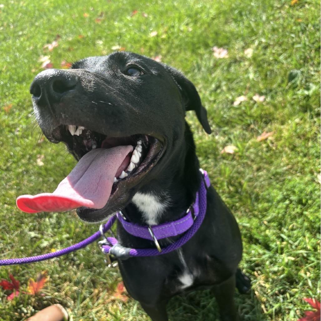 Enlarge Stella, a Adoptable mixed breed in Marysville, OH image 6/6