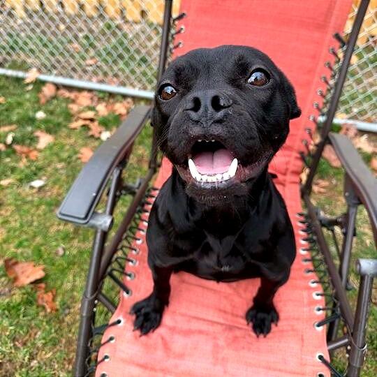 Toffee Teefer, Adoptable, Adult Female Mixed Breed.