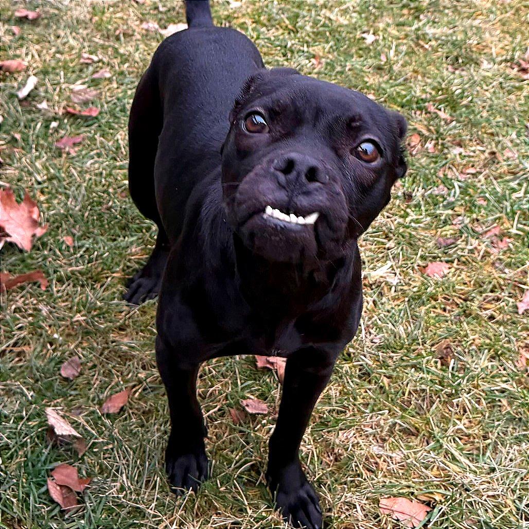 Toffee Teefer, a Adoptable Mixed Breed in Dayton, OH image 1/6