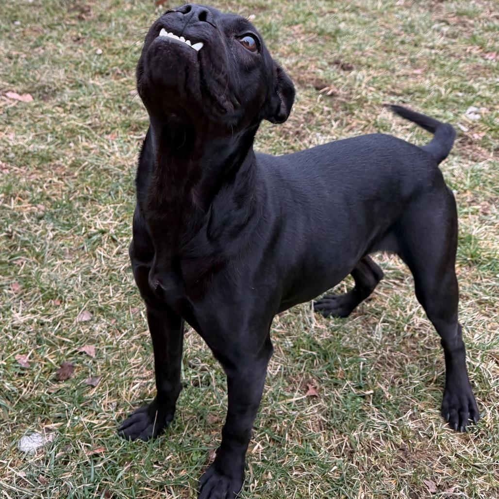 Toffee Teefer, a Adoptable Mixed Breed in Dayton, OH image 3/6