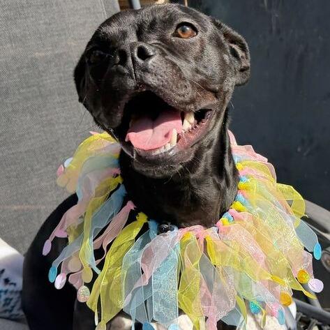 Toffee Teefer, a Adoptable Mixed Breed in Dayton, OH image 4/6