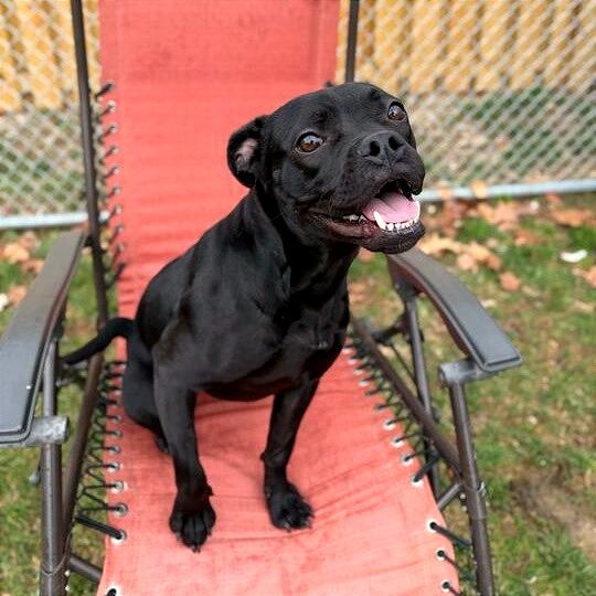 Toffee Teefer, a Adoptable Mixed Breed in Dayton, OH image 5/6