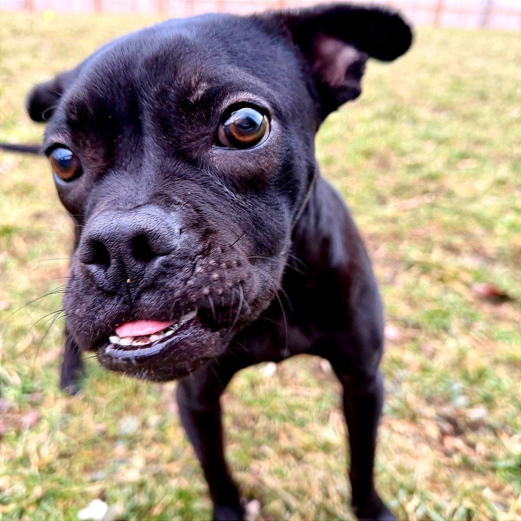 Toffee Teefer, a Adoptable Mixed Breed in Dayton, OH image 6/6