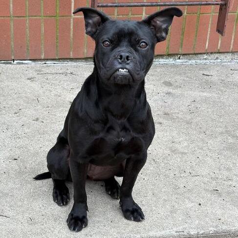 Enlarge Toffee Teefer, a Adoptable Mixed Breed in Dayton, OH image 6/6