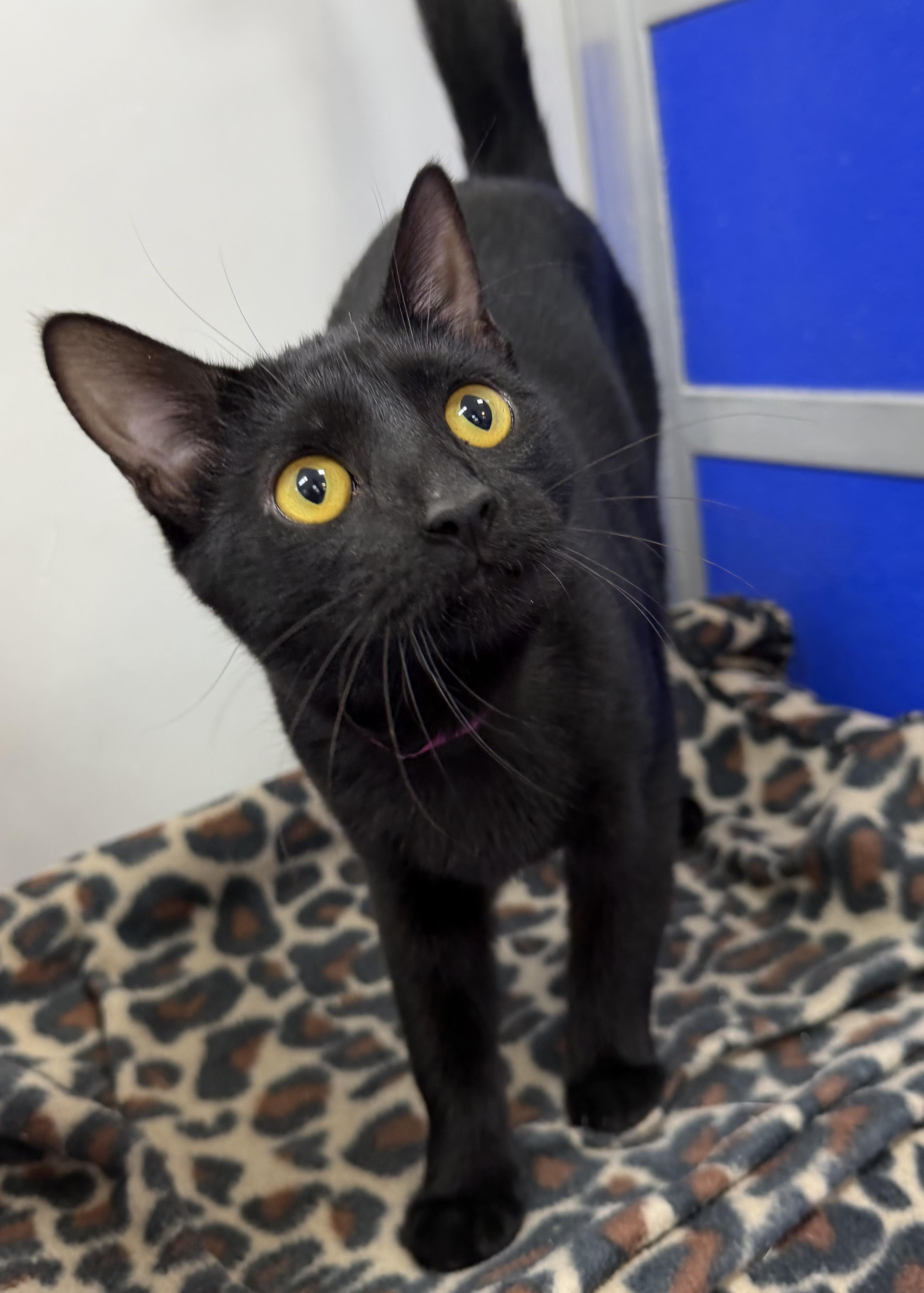 Tai, Adoptable, Kitten Female Domestic Short Hair.