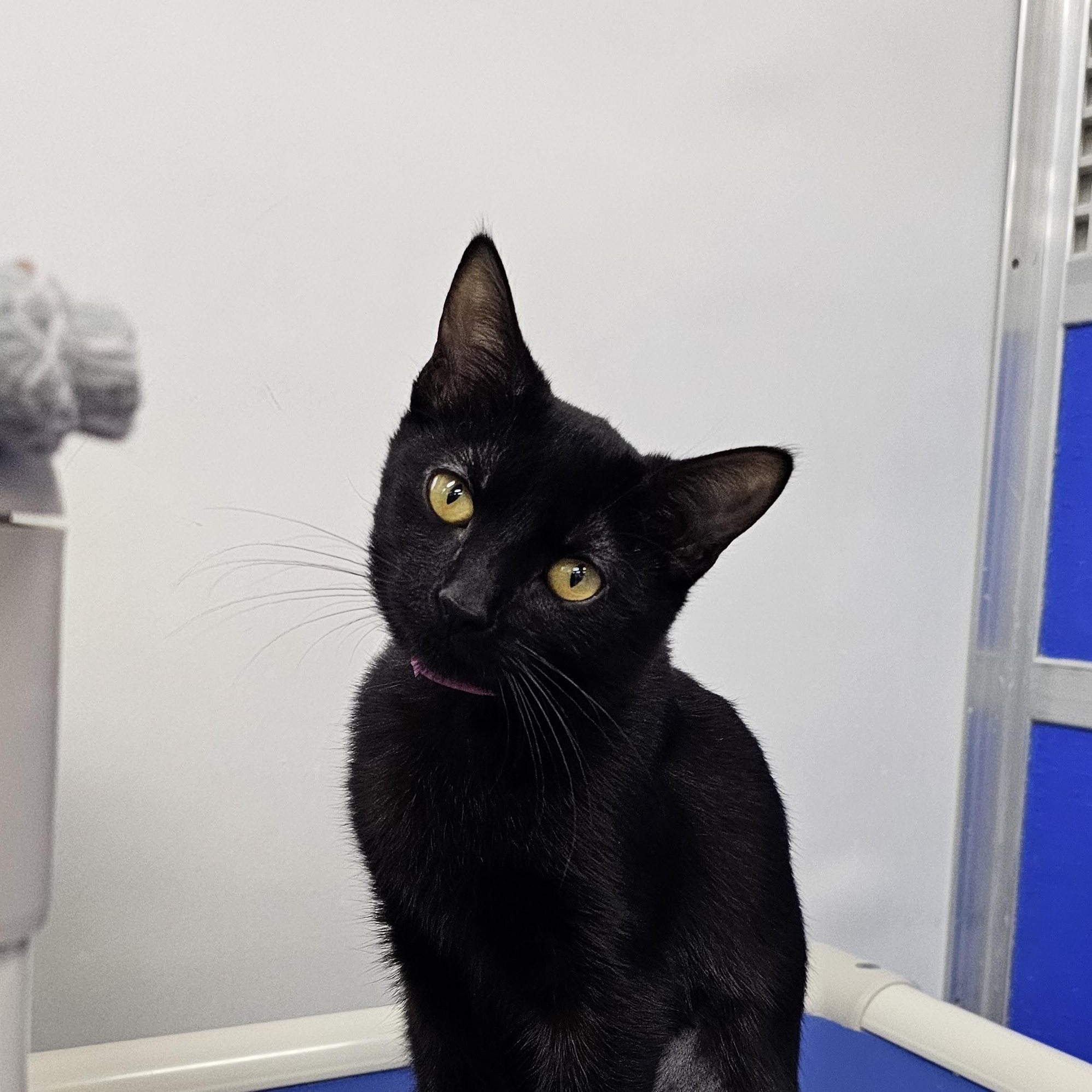 Enlarge Tai, a Adoptable Domestic Short Hair in Dunkirk, NY image 2/3