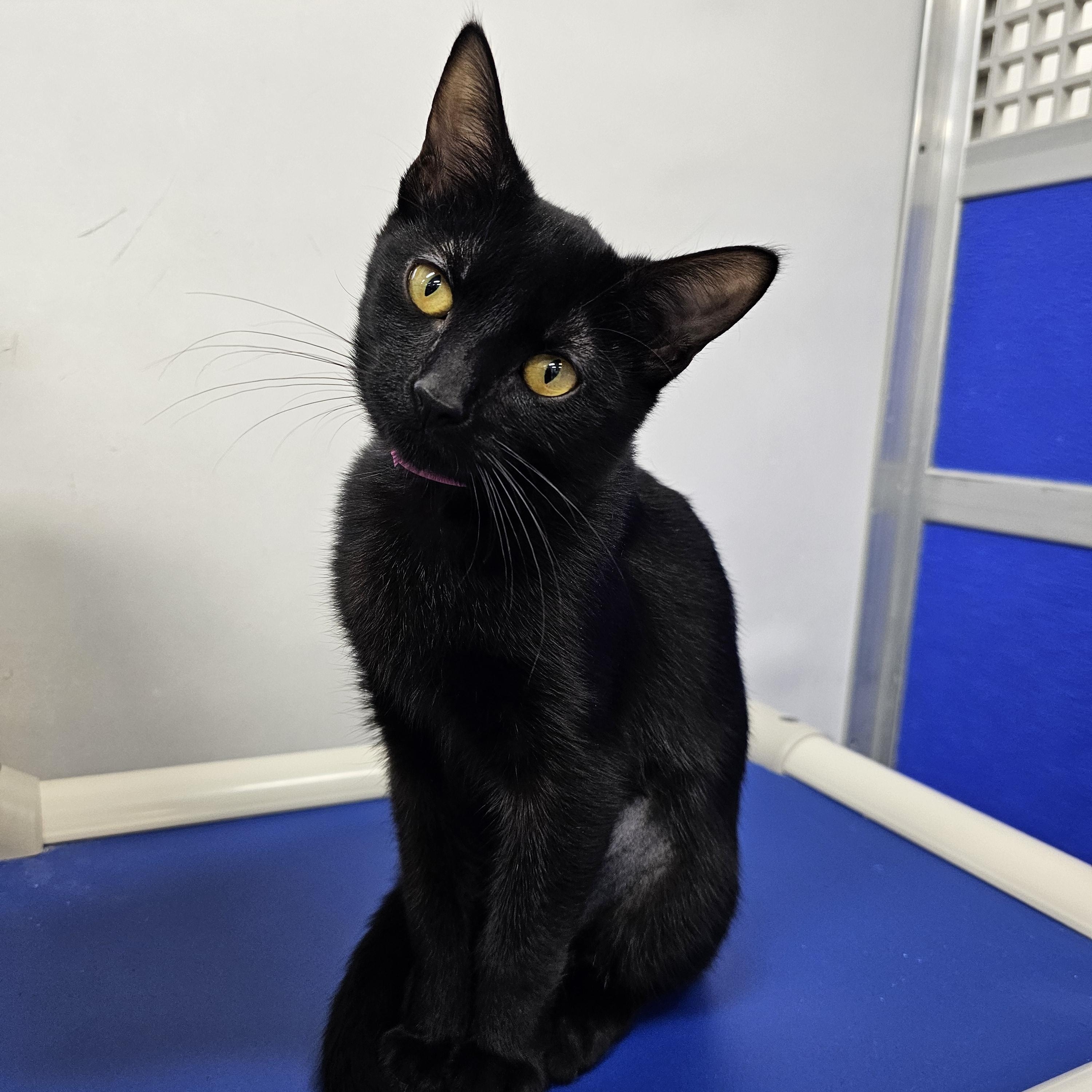 Enlarge Tai, a Adoptable Domestic Short Hair in Dunkirk, NY image 1/3