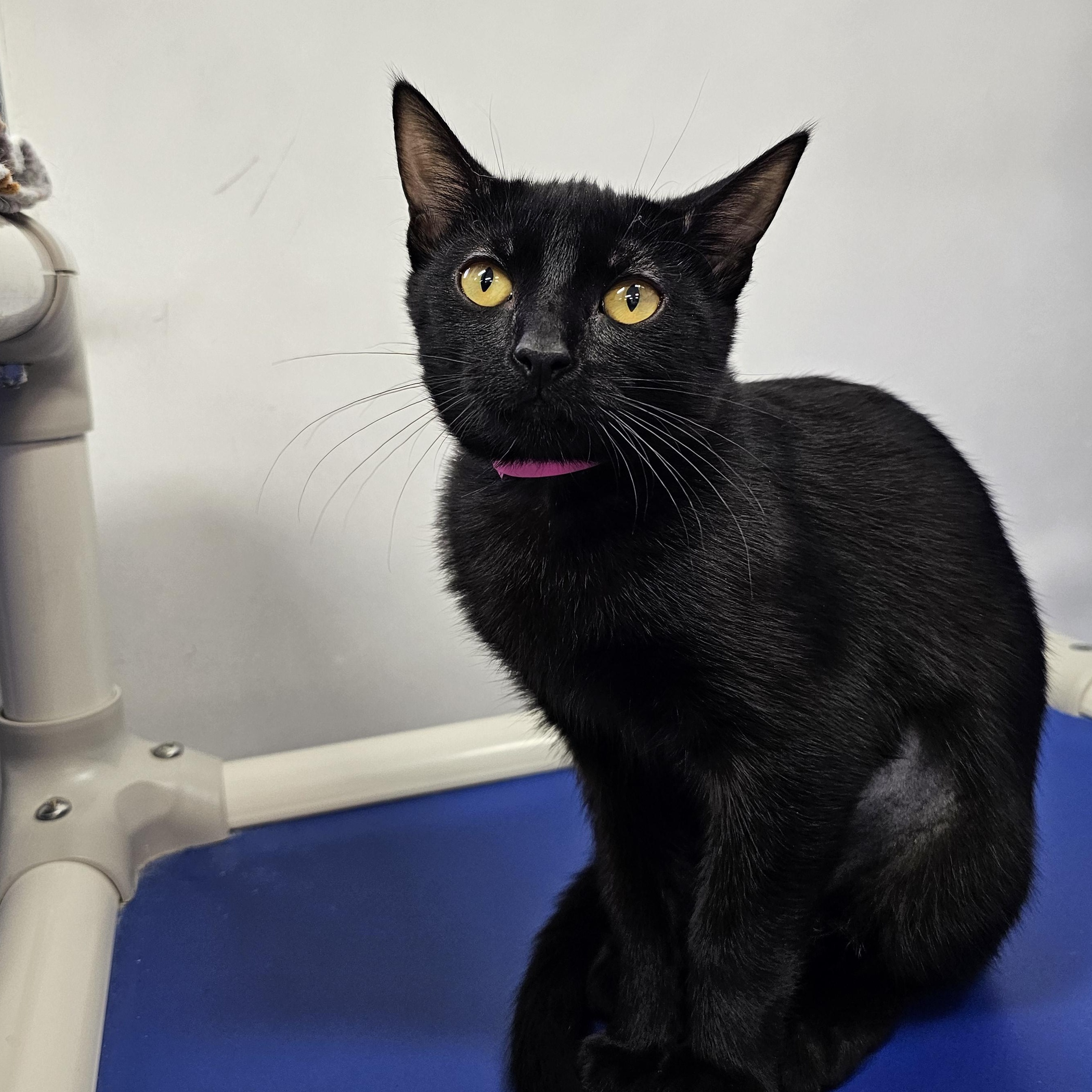 Enlarge Tai, a Adoptable Domestic Short Hair in Dunkirk, NY image 3/3