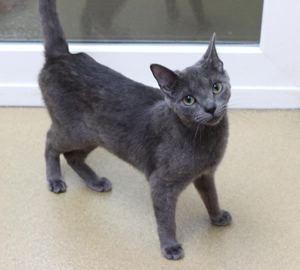 Enlarge Yahtzee, a ADOPTABLE Domestic Short Hair in Mansfield, MA image 1/3