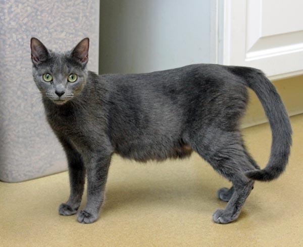 Enlarge Yahtzee, a ADOPTABLE Domestic Short Hair in Mansfield, MA image 2/3