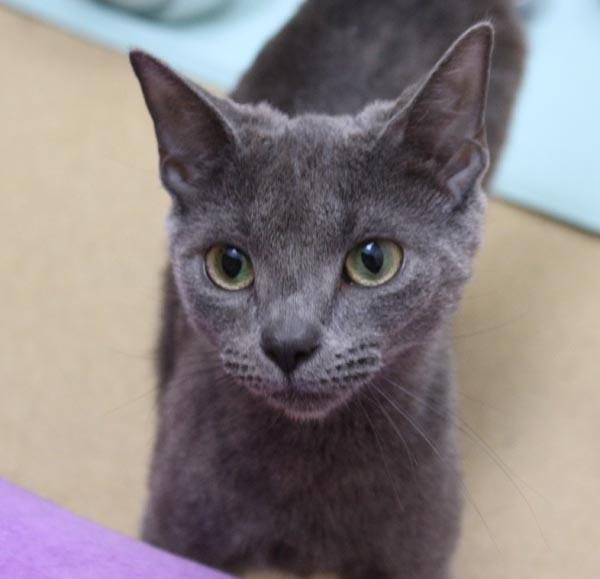 Enlarge Yahtzee, a ADOPTABLE Domestic Short Hair in Mansfield, MA image 3/3