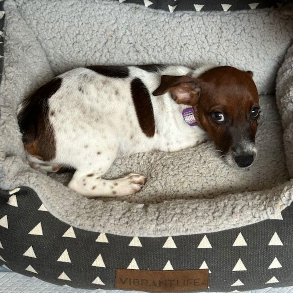 Taz, Adoptable, Young Male Rat Terrier.