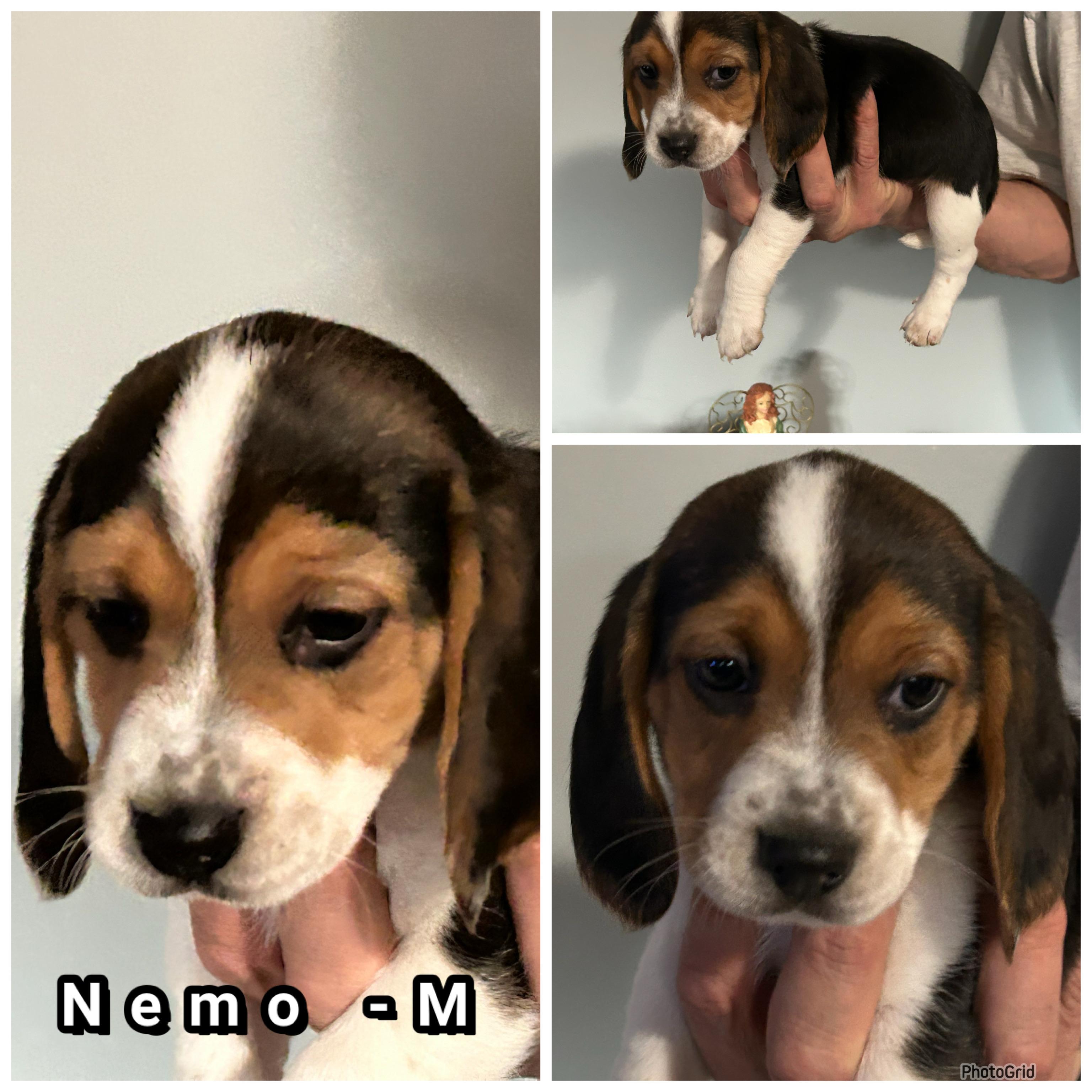 Enlarge Olaf, a Adopted Beagle in Troupsburg, NY image 1/1