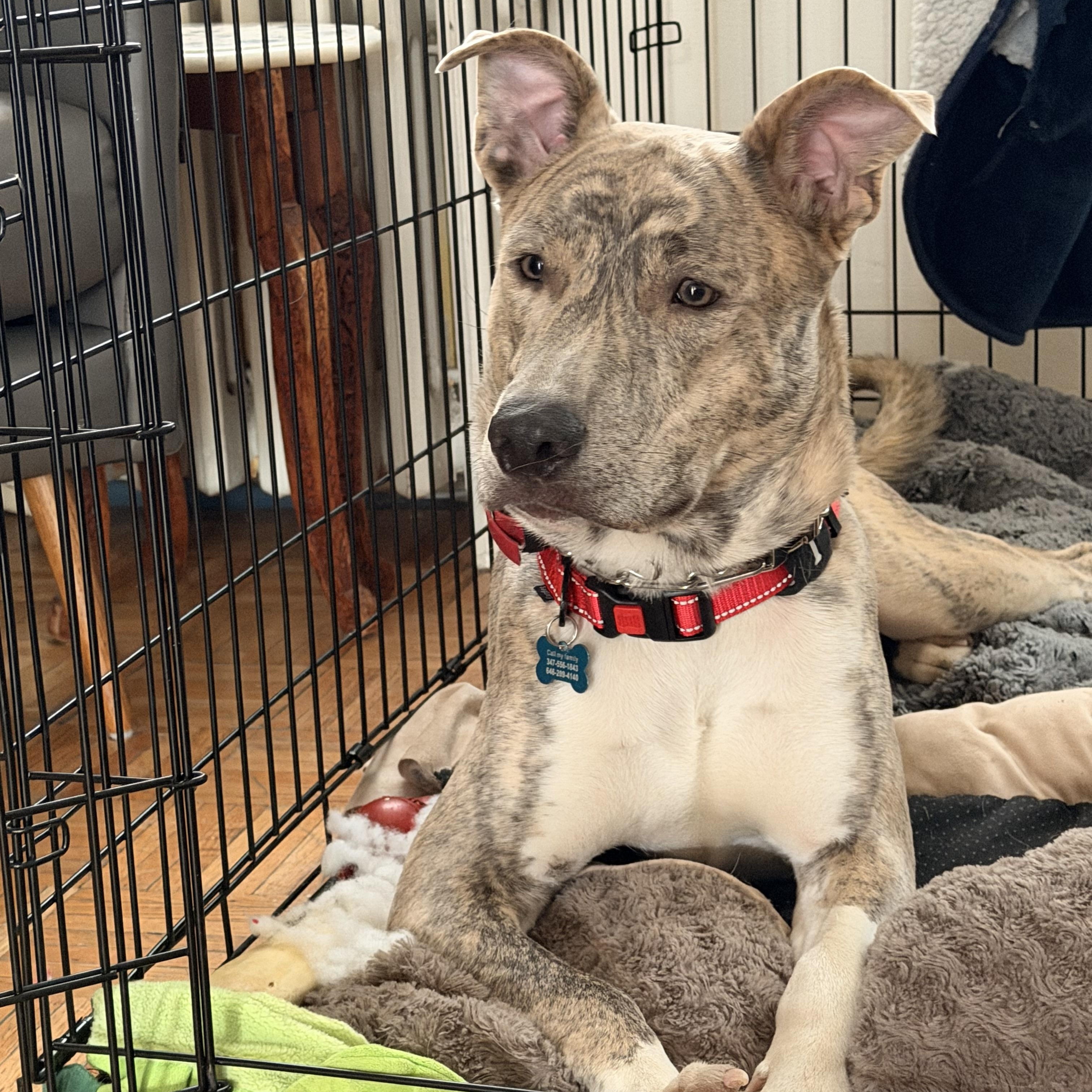 Enlarge Ash , a Adoptable mixed breed in Saratoga Springs , NY image 3/6