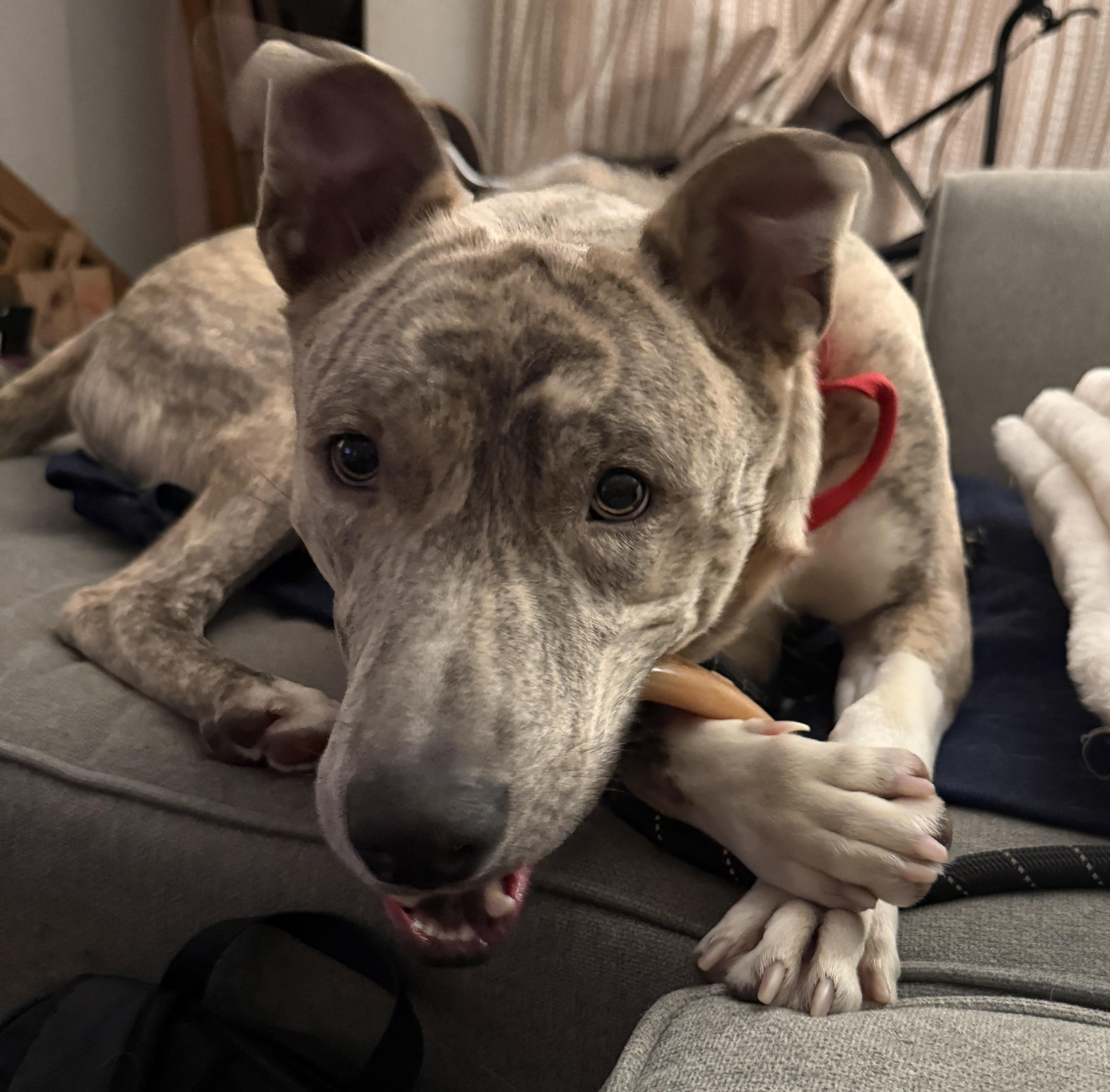 Enlarge Ash , a Adoptable mixed breed in Saratoga Springs , NY image 5/6