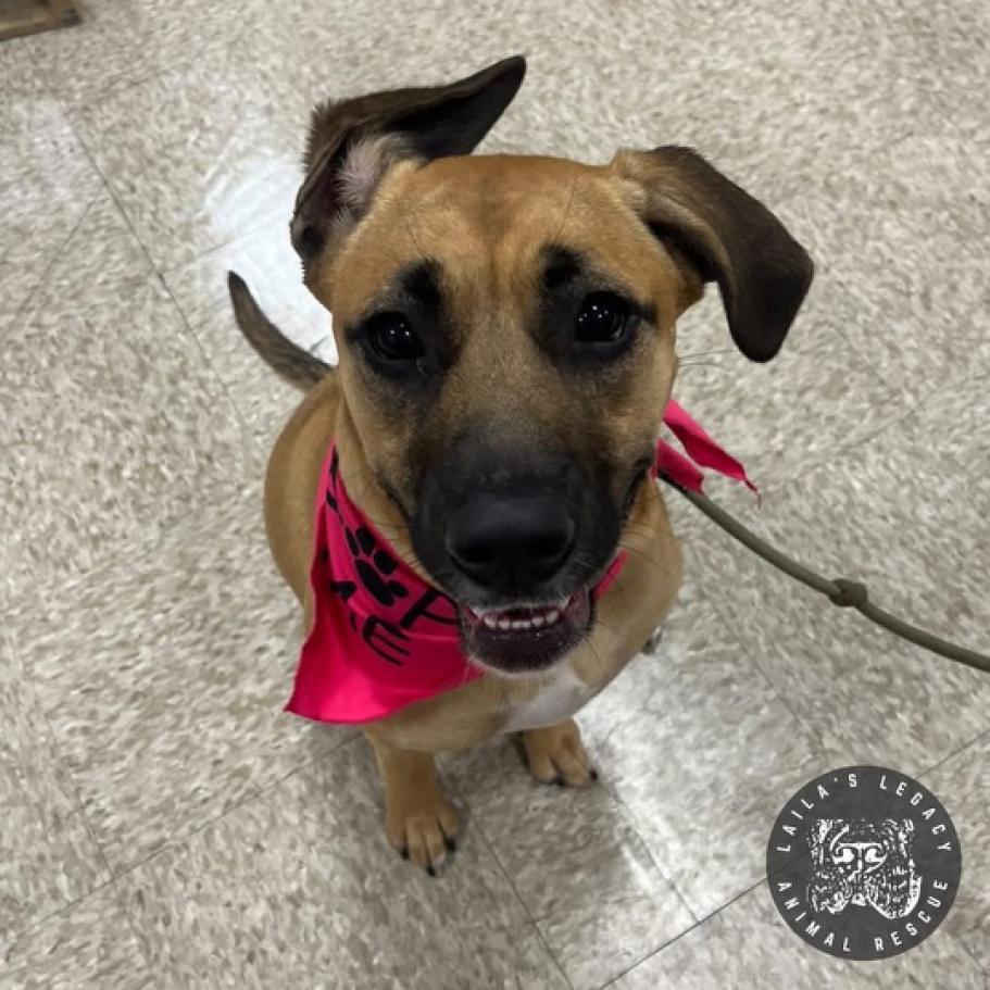Enlarge Rosie, a Adoptable Shepherd in Washington, DC image 1/6