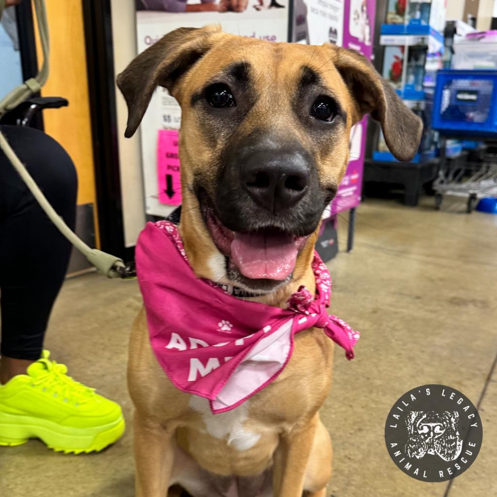Enlarge Rosie, a Adoptable Shepherd in Washington, DC image 2/6