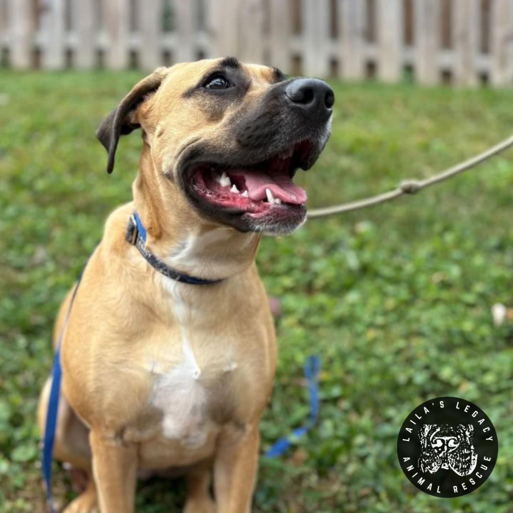 Enlarge Rosie, a Adoptable Shepherd in Washington, DC image 4/6