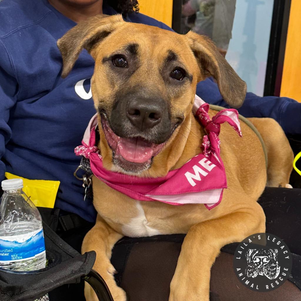 Enlarge Rosie, a Adoptable Shepherd in Washington, DC image 5/6