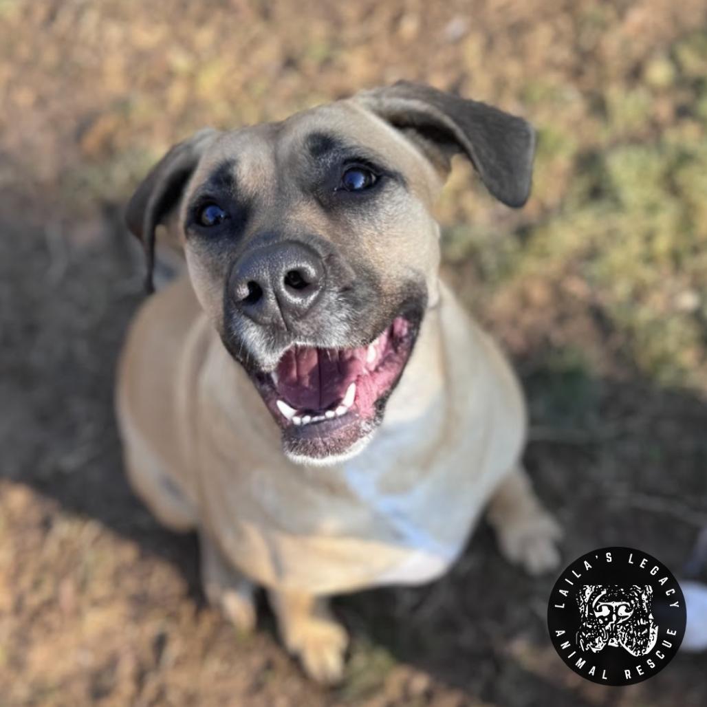 Enlarge Rosie, a Adoptable Shepherd in Washington, DC image 6/6