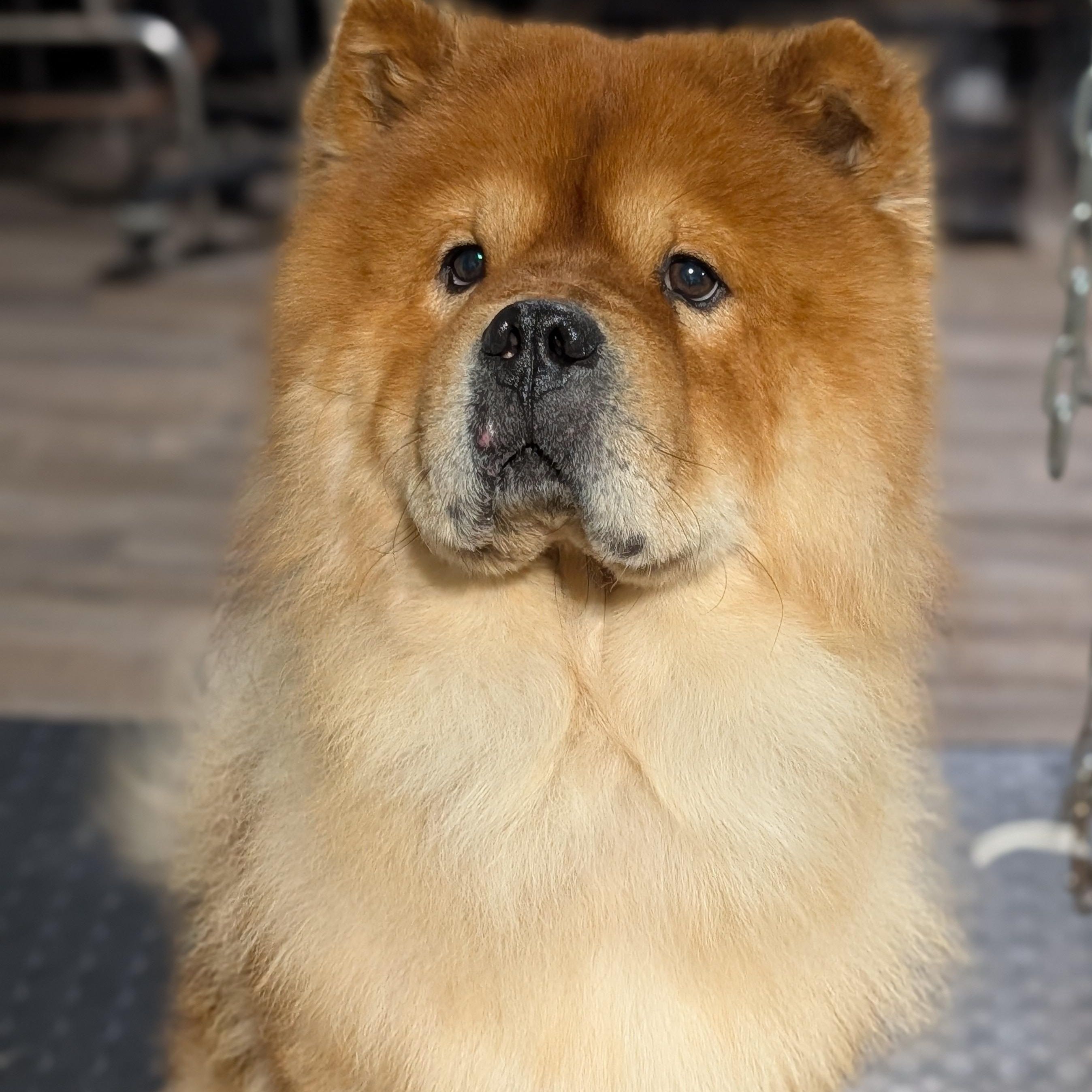 Mufasa, a ADOPTABLE Chow Chow in Alma, MI image 2/2