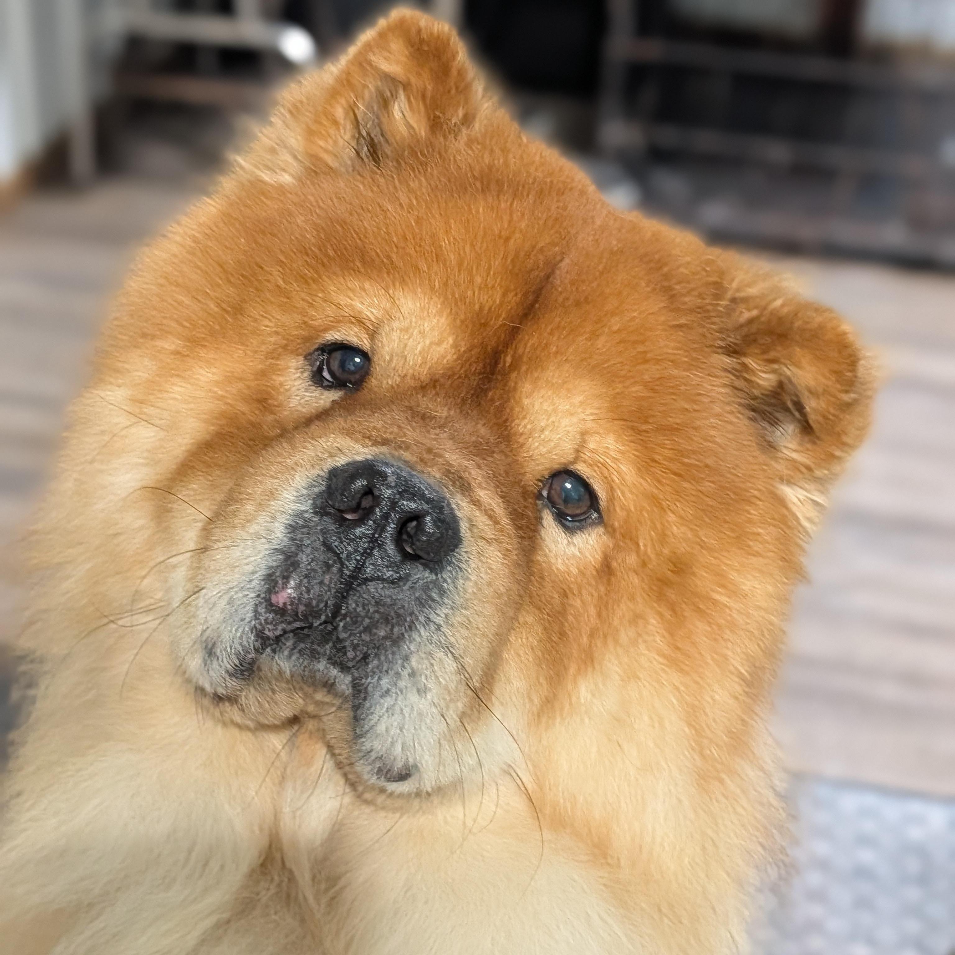 Mufasa, a ADOPTABLE Chow Chow in Alma, MI image 1/2